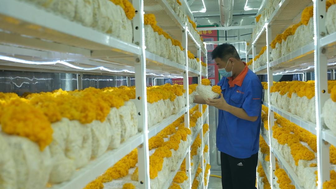 ɽ�|���f�����S�𡱮a(ch��n)�I(y��)����ġ������������Ƽ���(w��n)�a(ch��n)��